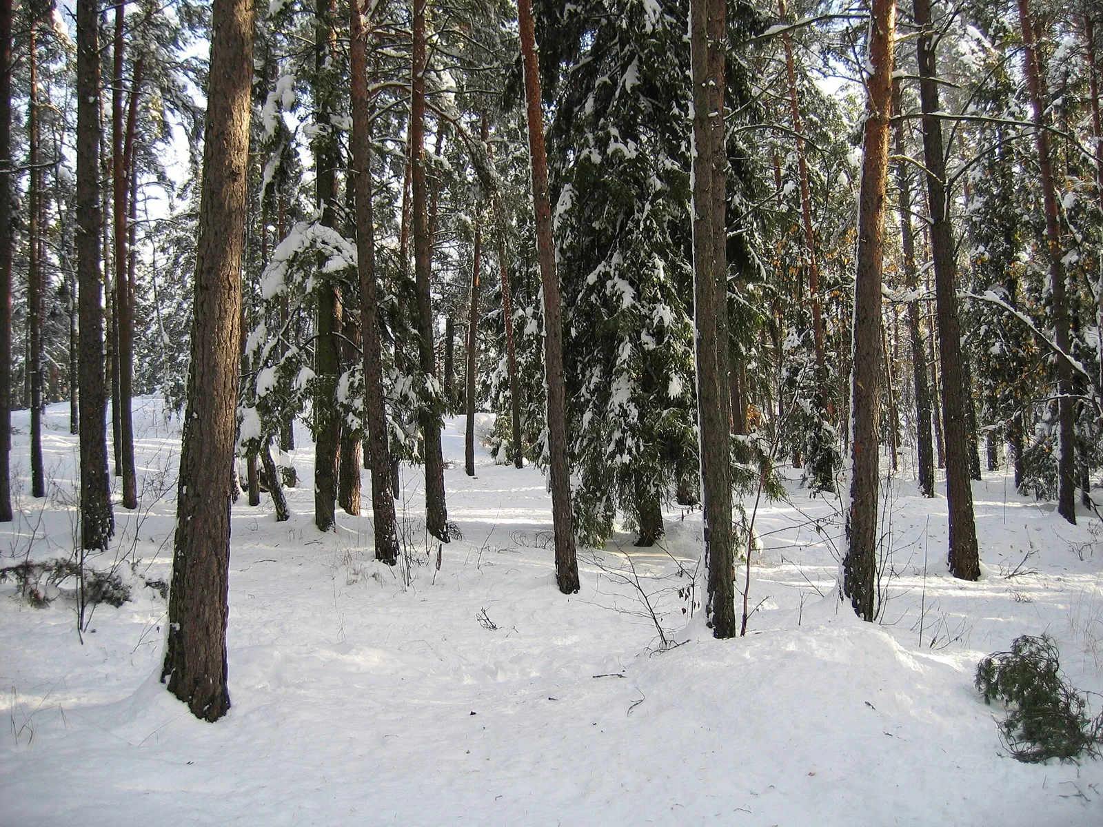 En stig genom en snötäckt barrskog