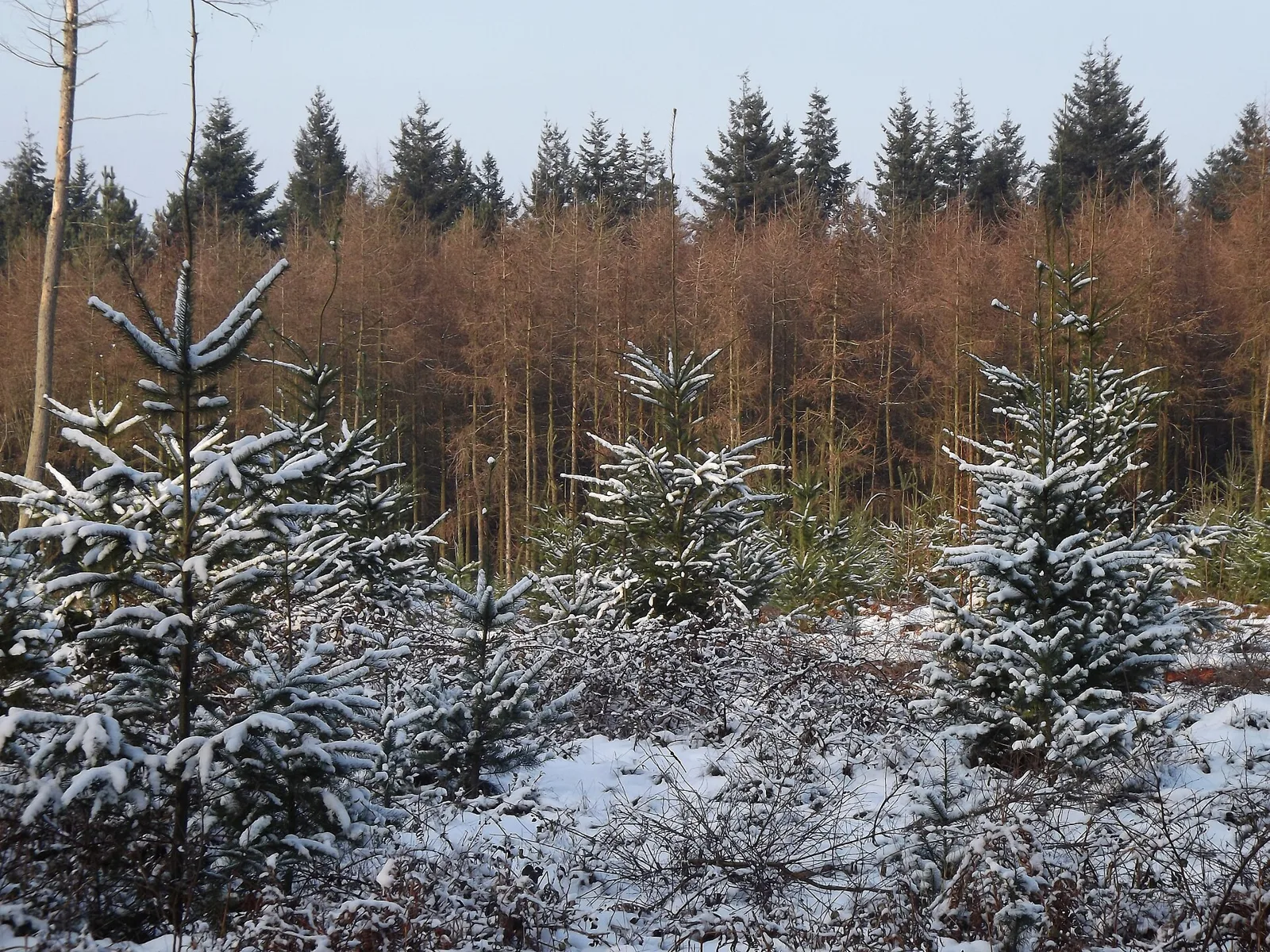 Unga granar med snö i en julgransodling