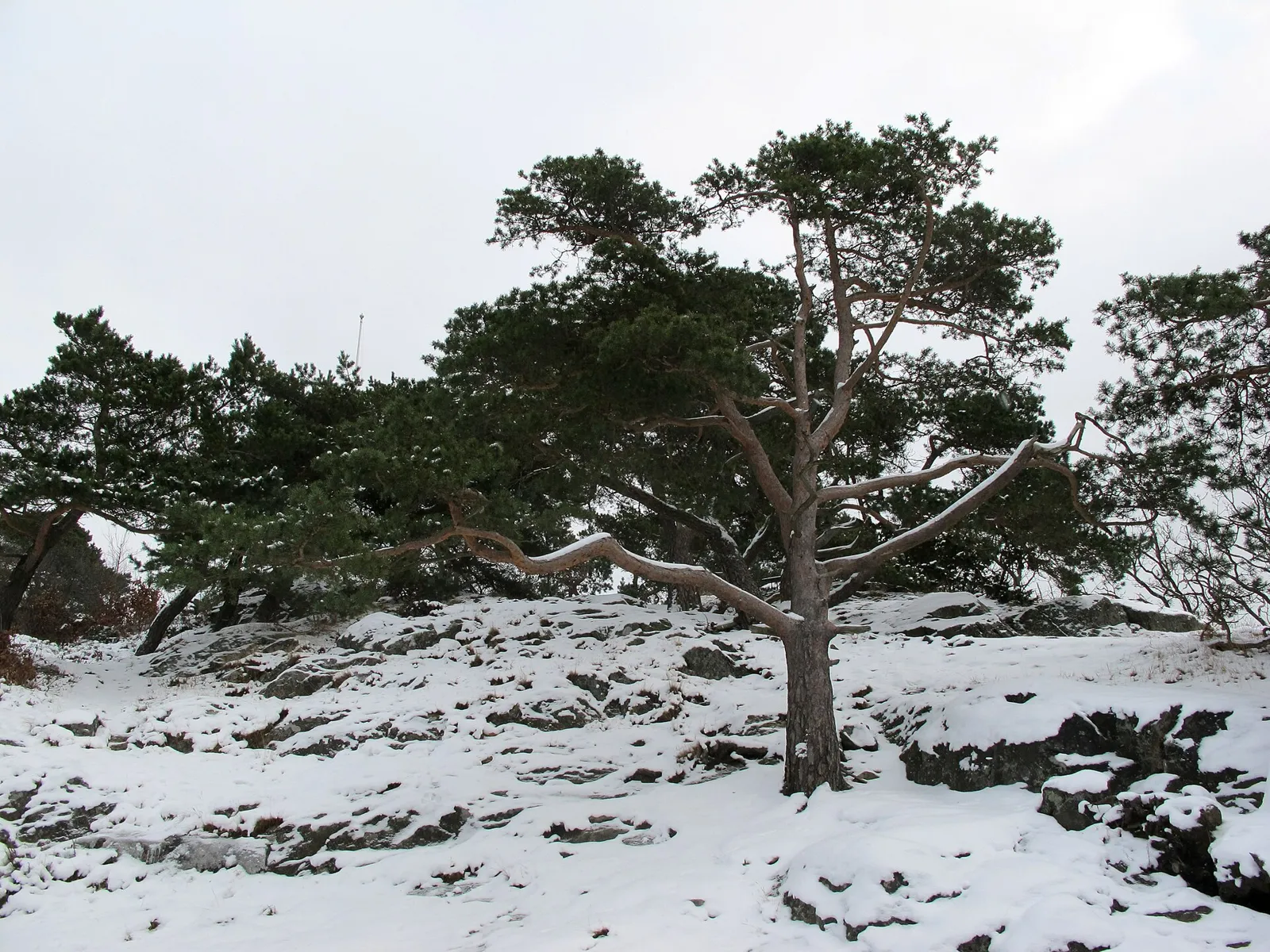 En snöig klippsluttning med tallar i Slottsskogen