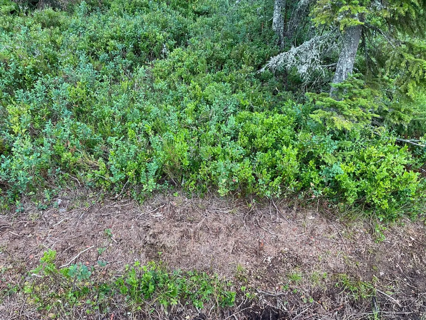 Blåbærbuske i Sälen