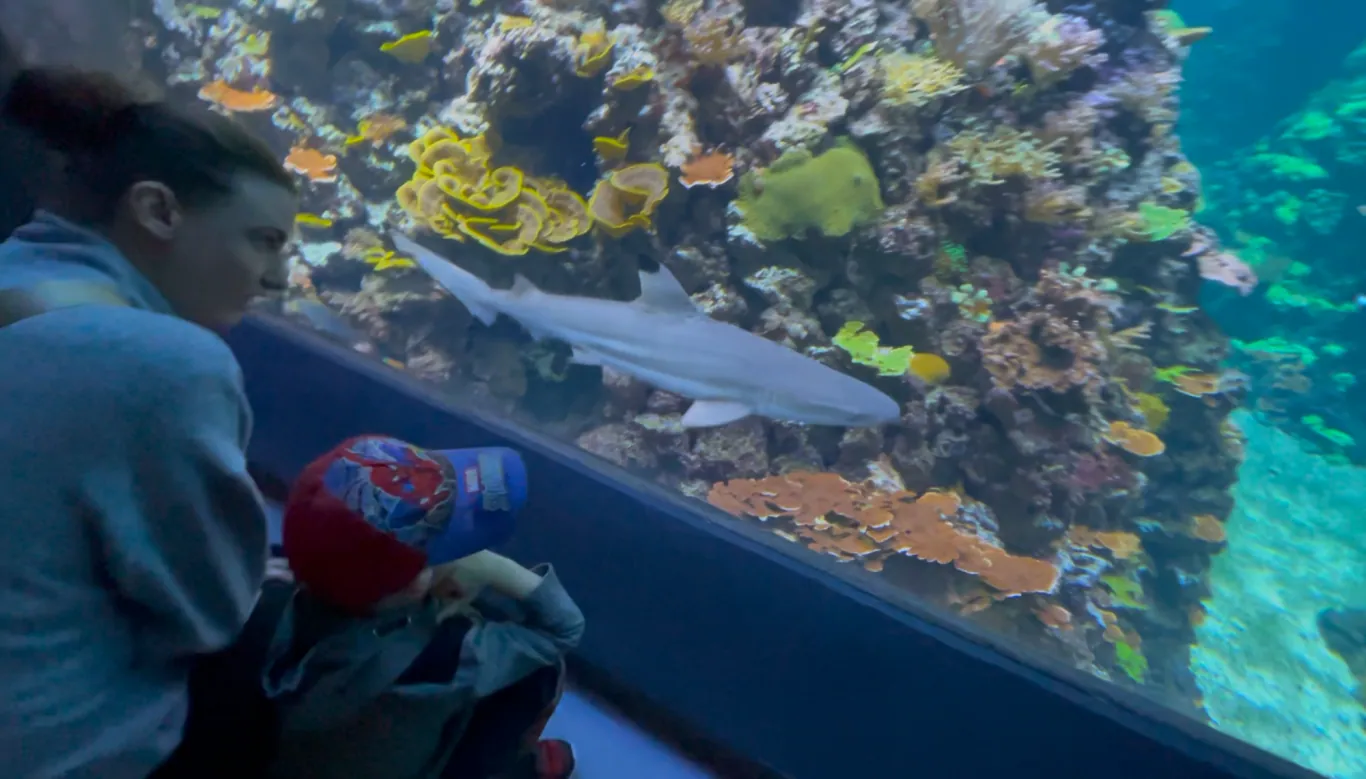 Aplūkojot Reef Shark akvārijā