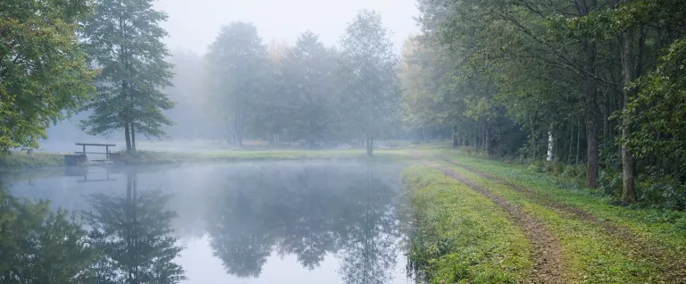 Nebel über einem stillen See, umgeben von Bäumen und einer Schotterstraße.