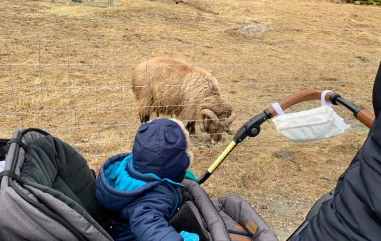 A child in a pram looking at a goat grazing on a grassy area.