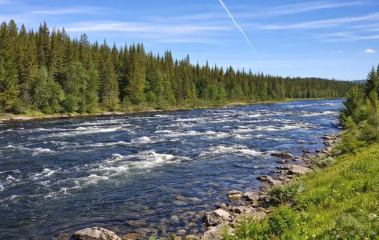 En flod omgivet af frodig skov og en blå himmel.