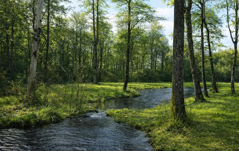 Frodig skov med en snoet å og grønne græsplæner.