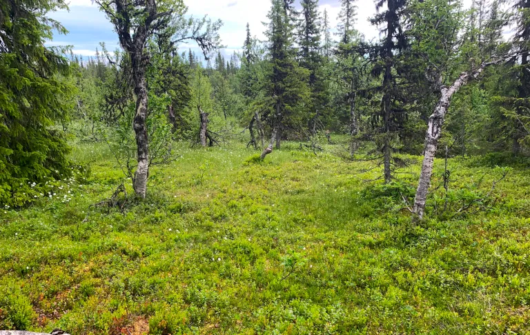 Denspillande skog med björkar och tätt grönska i en klar och öppen miljö.