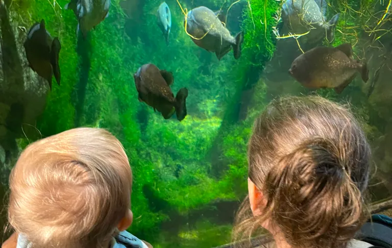 Två barn tittar på fiskar simmande i en grönskande vattenmiljö.