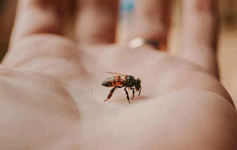 Bičių sėdi ant rankos, su neryškiu fonu.