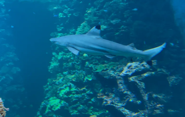 Ein grauer Riffhai schwimmt zwischen Korallenriffen in klarem blauem Wasser.