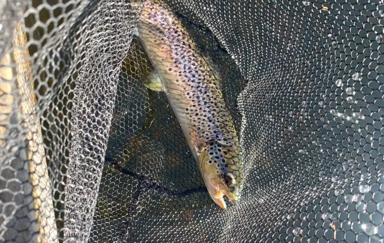 Brunöring fångad i ett nät med en fluga i mungipan.