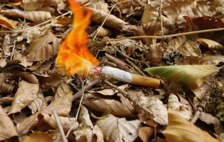 A burning cigarette lying among dry leaves.