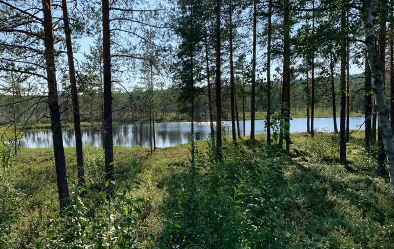 En sjö omgiven av träd och grönska i dagsljus.