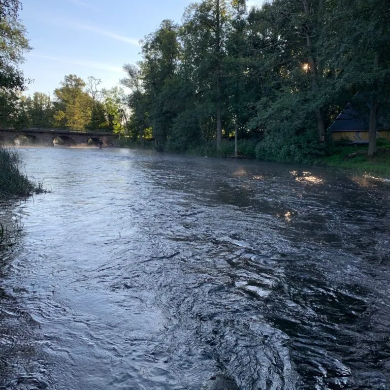 Mierīgs mušu-zvejas ūdenstece ar tvaicējot virsmu ieskauj koki un zaļumi.