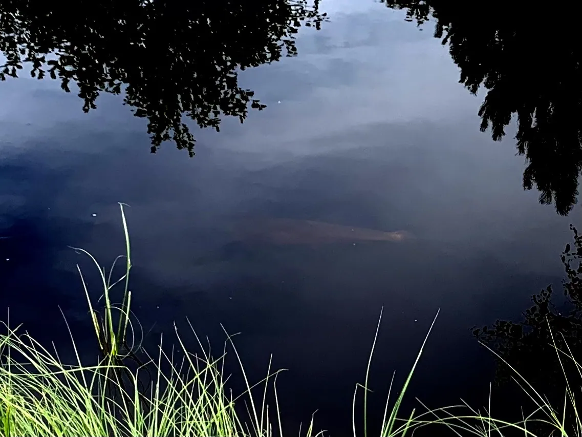 Reflecterend wateroppervlak met groen langs de rand.