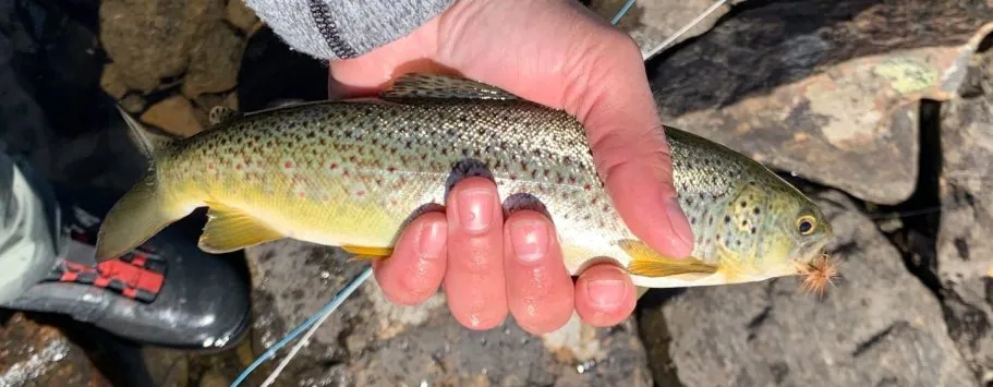 Een persoon houdt een zandkleurige bergforel met een gelige buik op een rotsachtige kust. Een vlieg zit in de hoek van de vismond.
