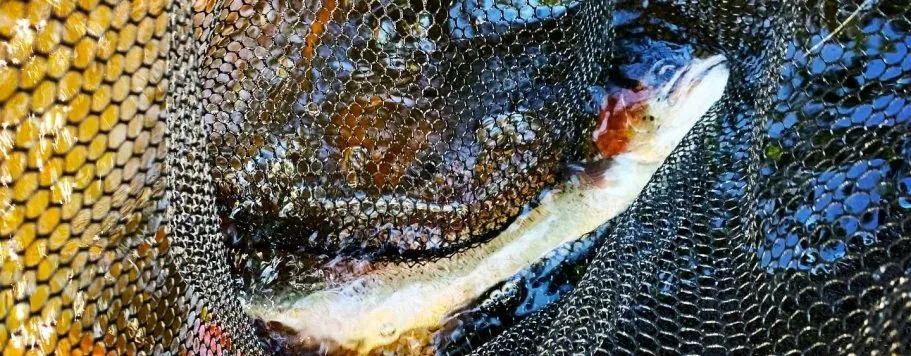 Een bruine forel zwemt over een rotsbodem in helder water.