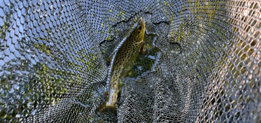 Eine Forelle aus dem Säve Fluss liegt in einem Netz mit Wasser rundum.