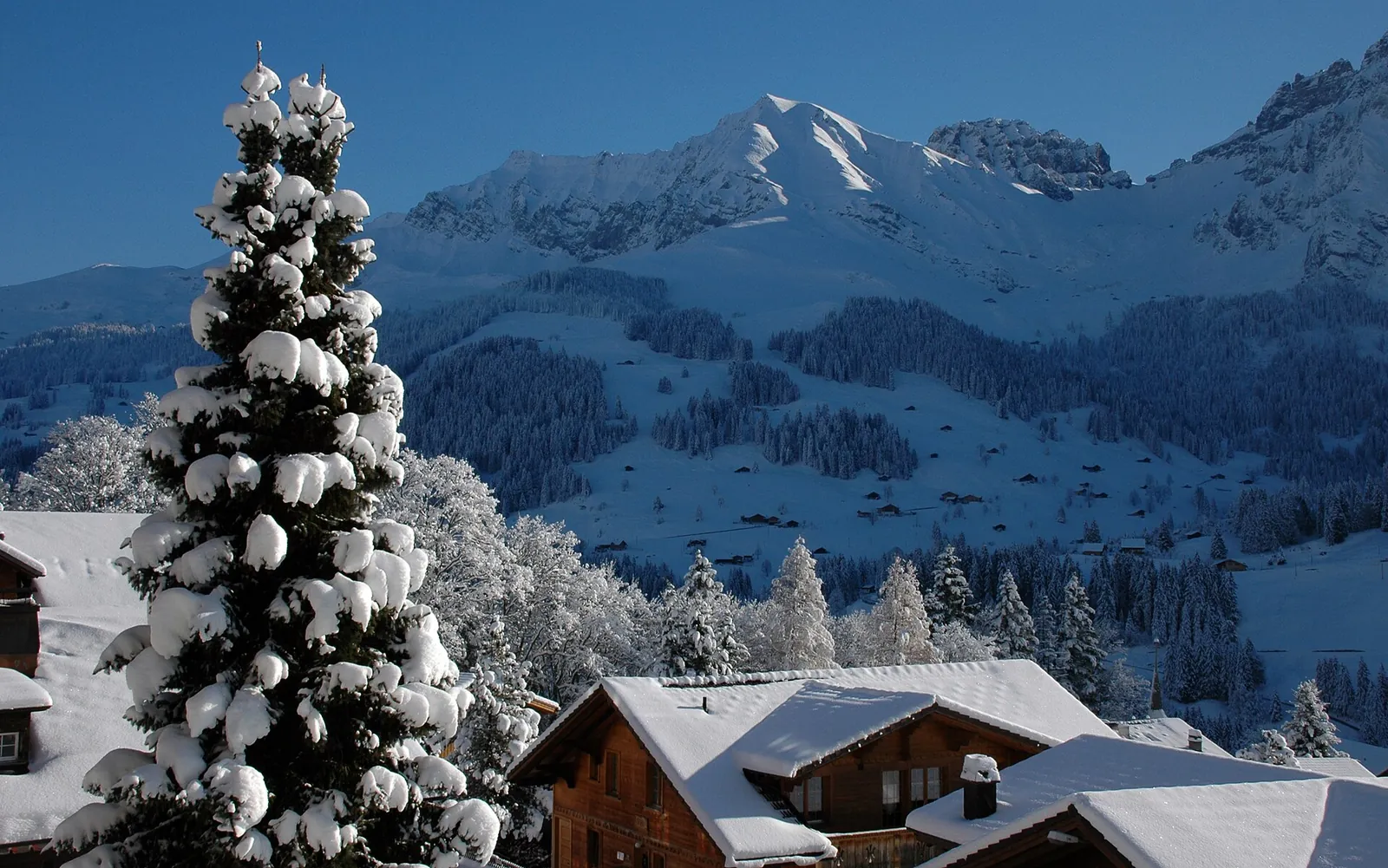 Chaletter och snötäckta granar i Adelboden