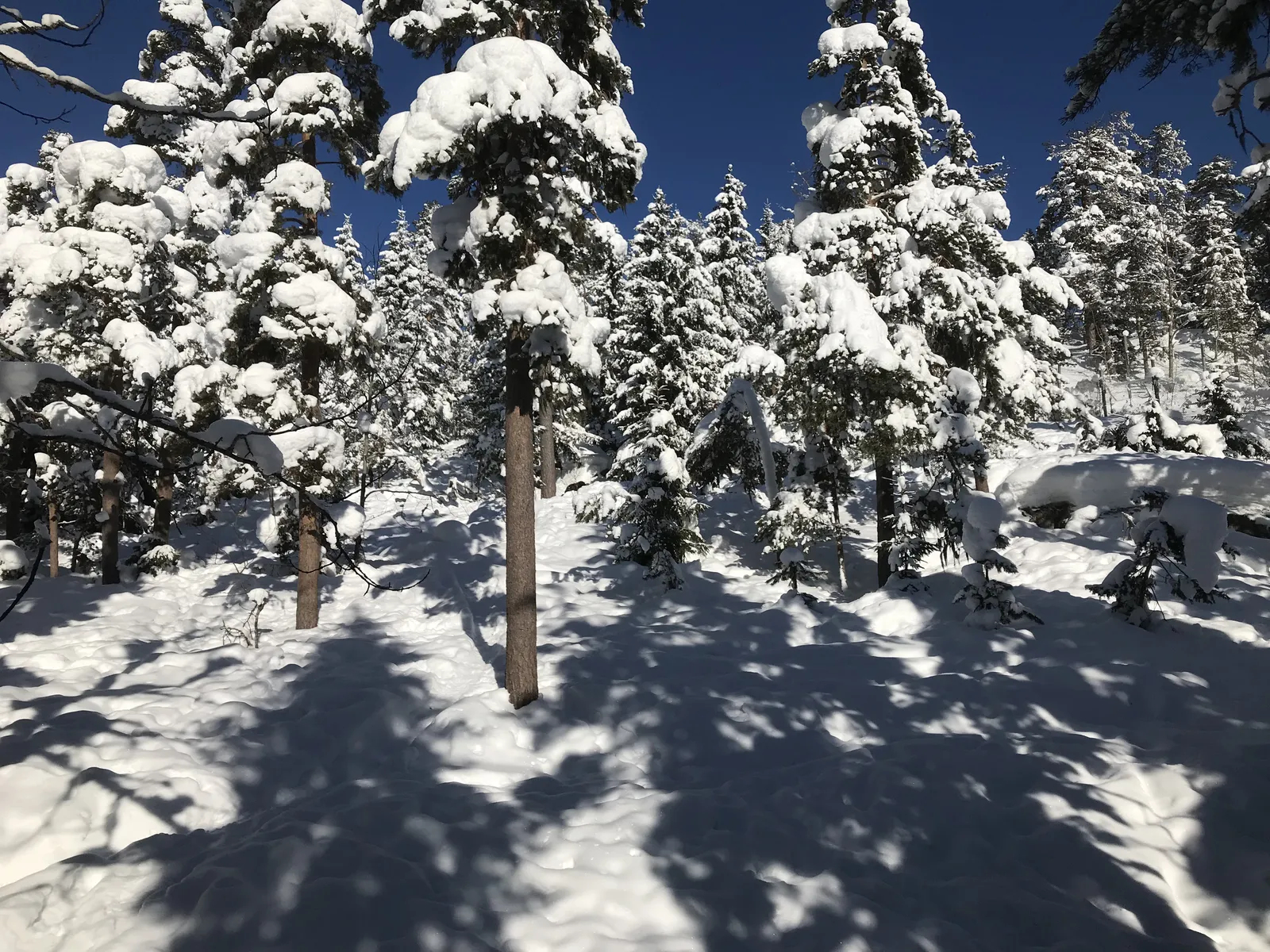Snötyngda granar och tallar i skogen i Järvsö en klar vinterdag