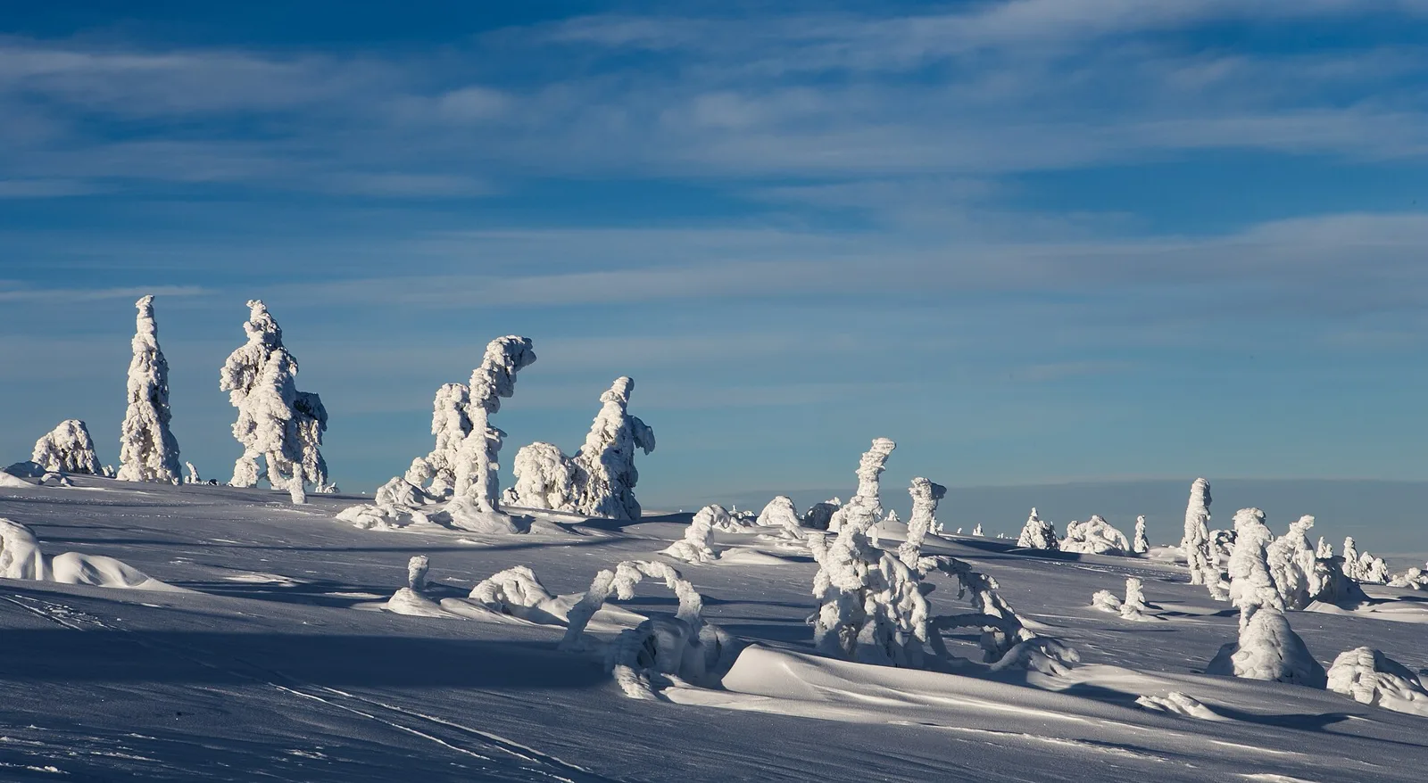 Snötyngda träd på Hundfjället i Sälen i låg vintersol, med blå himmel och djup snö