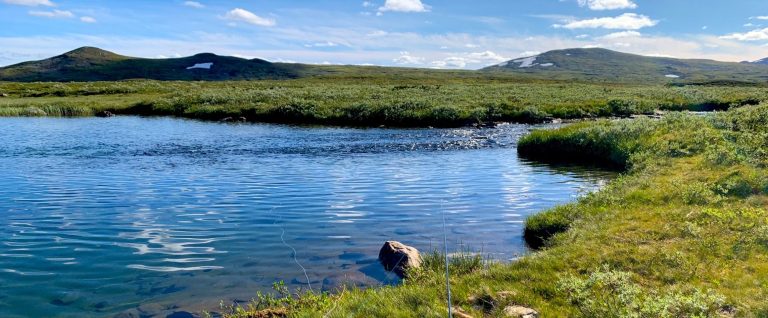 Lugn sjö med grön fjällvegetation och fjärran snötäckta fjäll under en blå himmel. Flugfiskelinan ligger i vattnet.