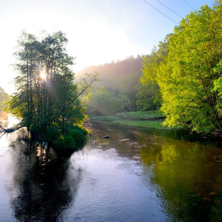 Lugn morgon i Säveån med grönska och solstrålar som lyser genom träden vid Kusebacka bro(Tullängsbron).