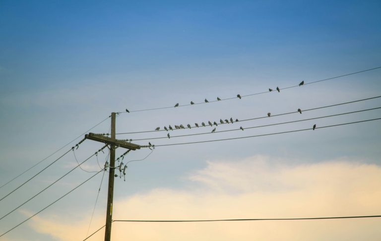 Flera fåglar står på elledningar mot en klarblå himmel.