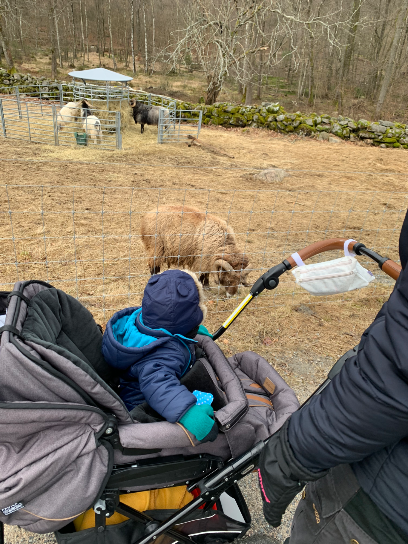 Tittar på Får Barn i barnvagn tittar på en ko i en öppen landskap.