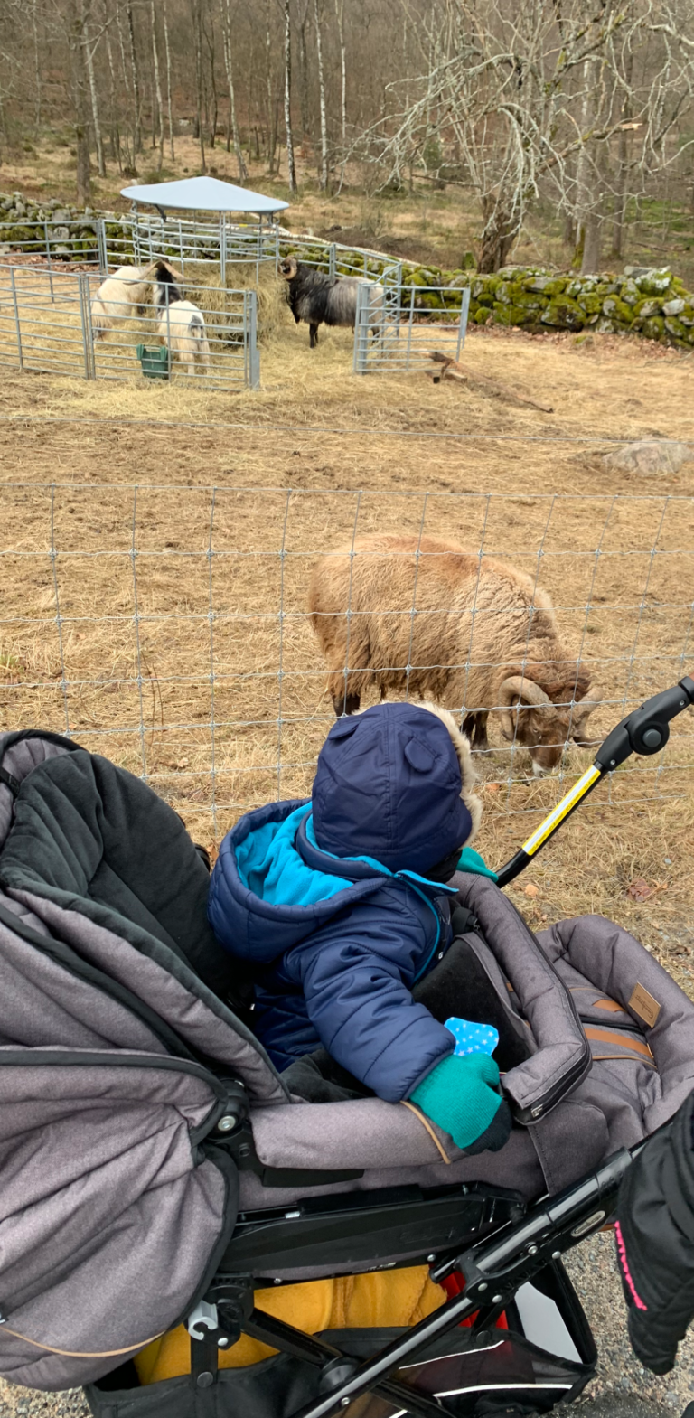 Litet barn i barnvagn som tittar på en gris i en inhägnad.