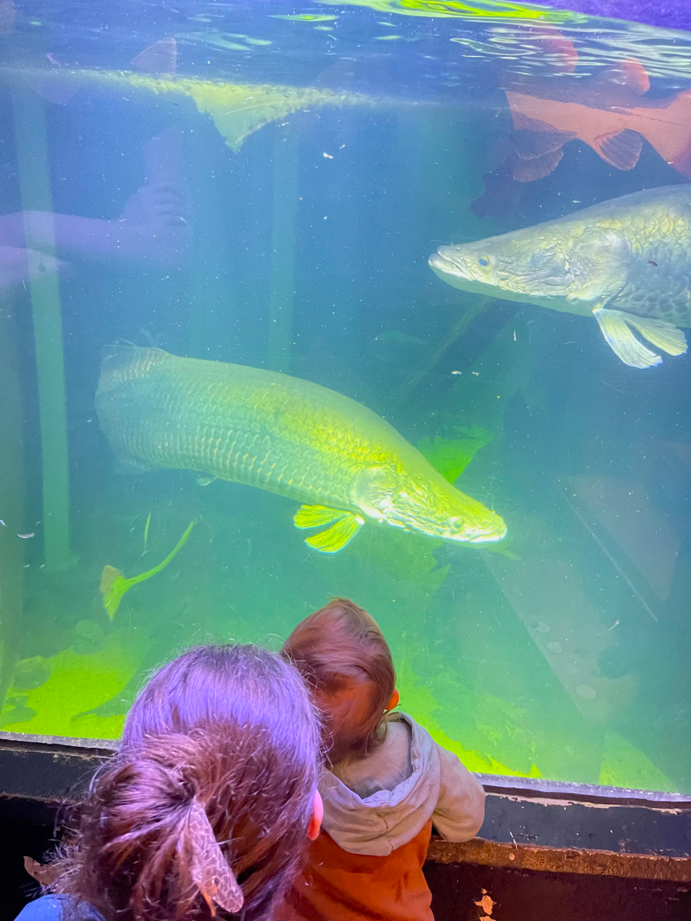 Stora Fiskar Barn tittar på stora fiskar simmandes i ett akvarium.