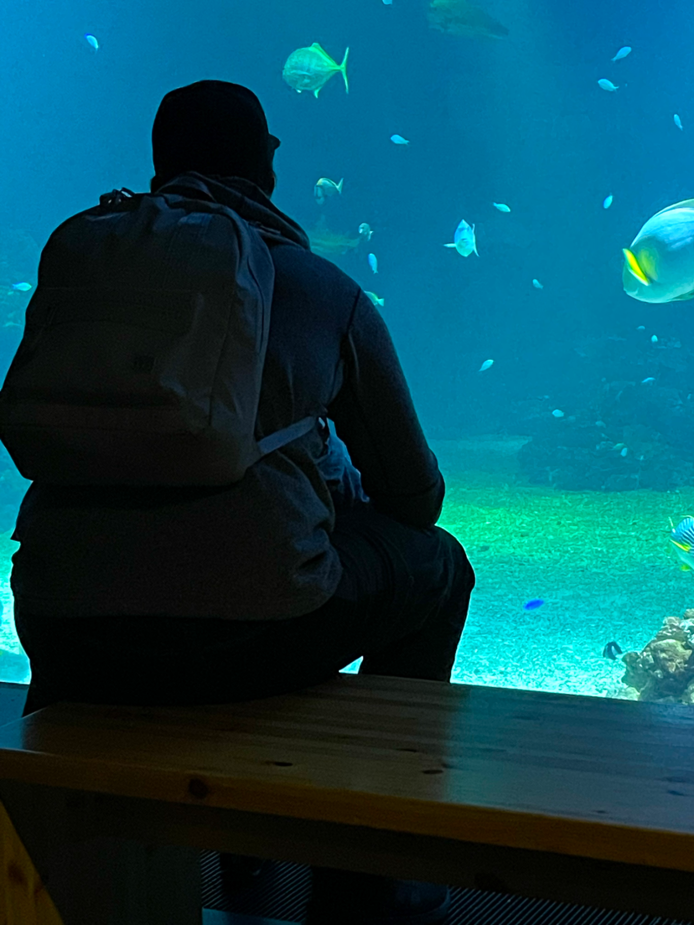 Akvariet på Universeum En person sitter på en bänk och ser på fiskar i ett akvarium.