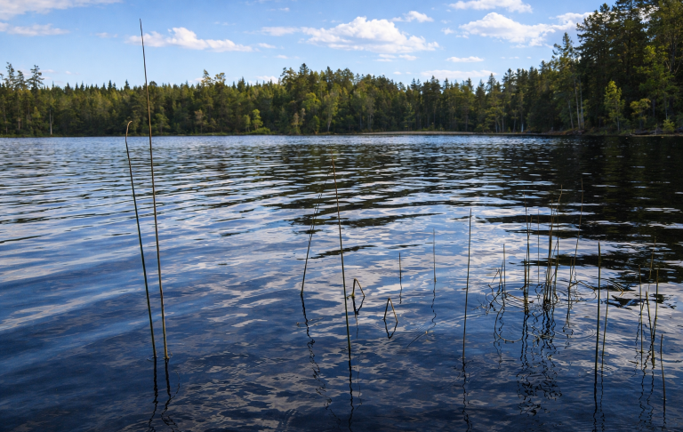 Lugn sjö med speglingar av träd och blå himmel, för en fridfull naturupplevelse.