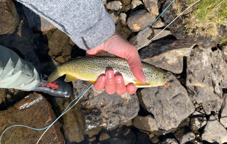 En person håller en gyllene fjällöring med en hand vid en stenig strand.