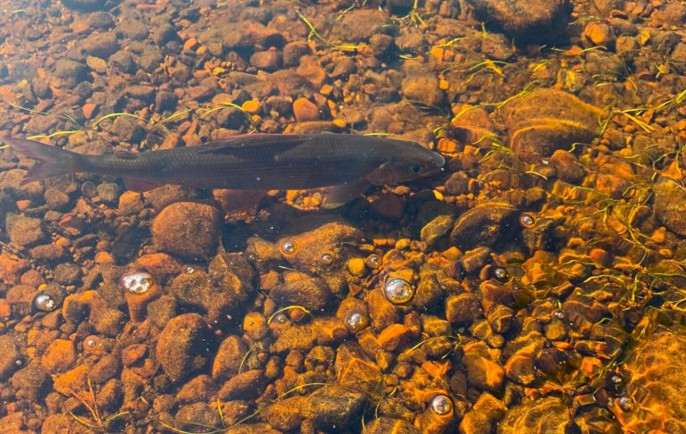 En Harr (arctic char) simmar över en grusbotten i klart vatten.