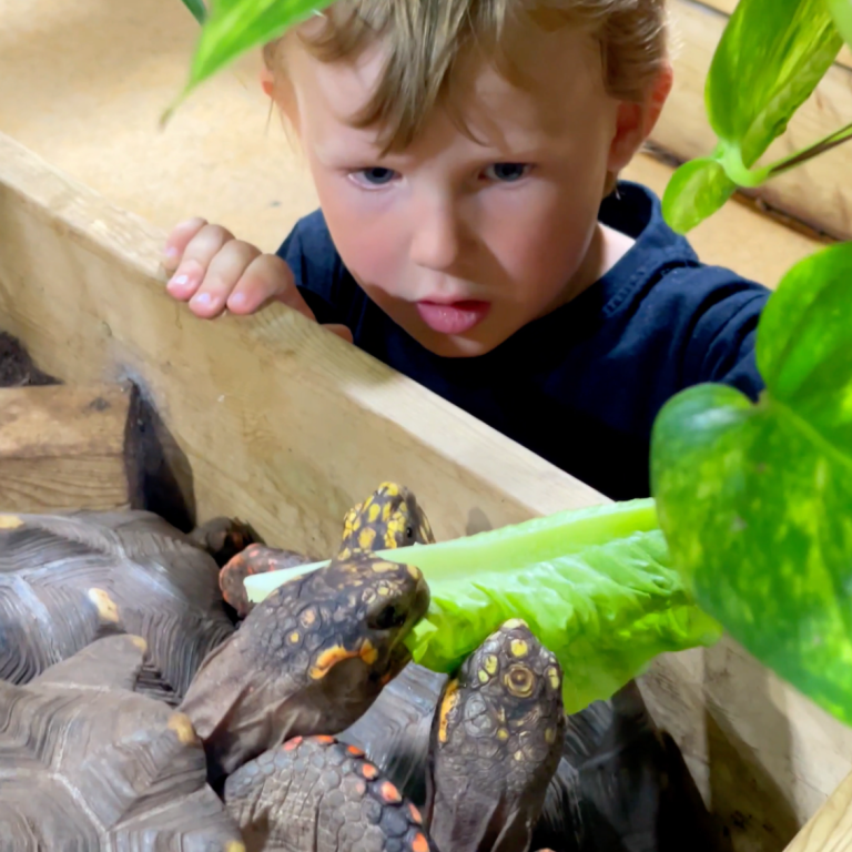 Ett barn tittar fascinerat på sköldpaddor i ett terrarium.