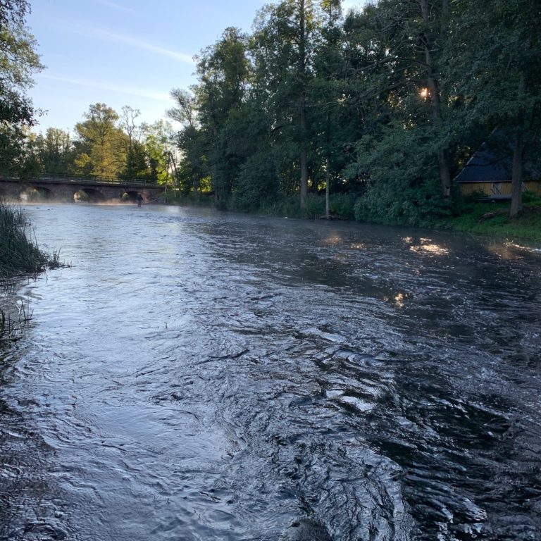 Lugnt flugfiske vattendrag med ångande yta omgiven av träd och grönska.