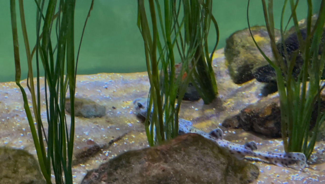 Haj i Akvariet Botten av ett akvarium med stenar och grönalg, omgiven av vattenväxter.