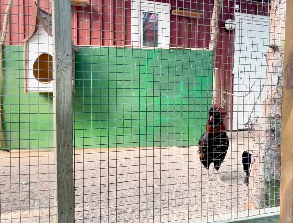 Hönor vid Vallarnas Friluftsområde Svart höns med röd kam står framför en grön vägg i en inhägnad miljö.