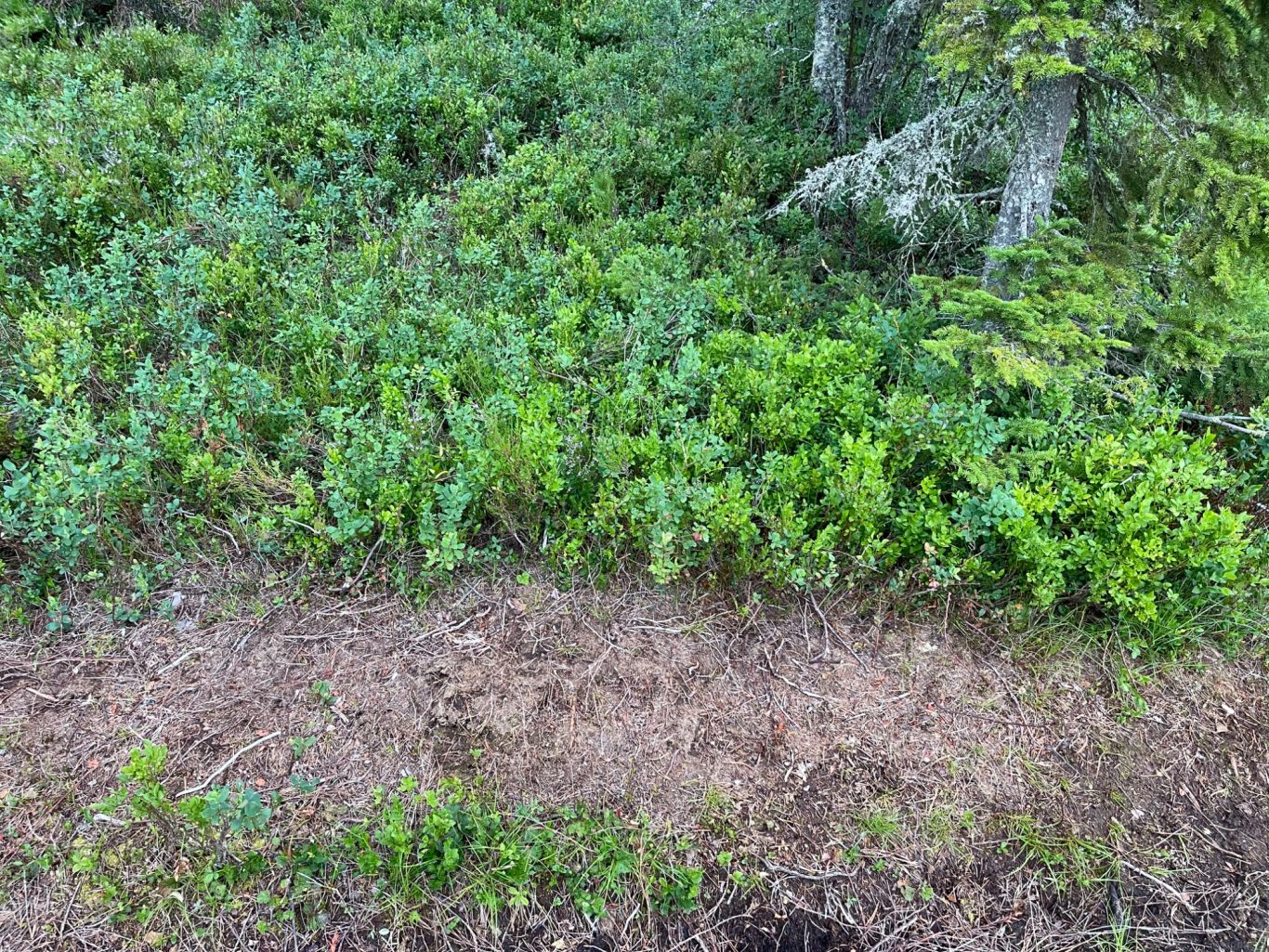 Blåbärsris i Sälen