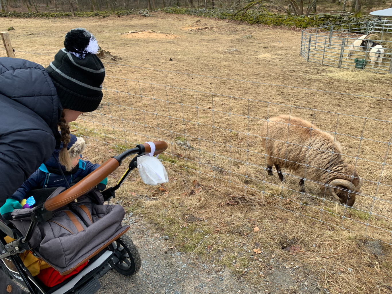 Får En person med en barnvagn observerar ett får som betar på en gräsmatta.