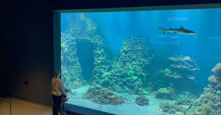 En person står framför ett stort akvarium med en haj simmande i vattnet.
