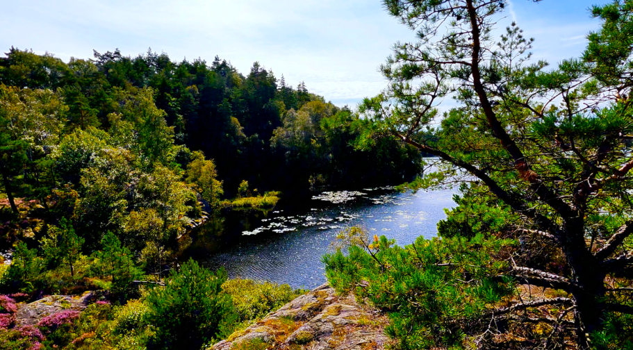 Sjön dagen efter Grönskande landskap vid en lugn flod med träd och vattenväxter.