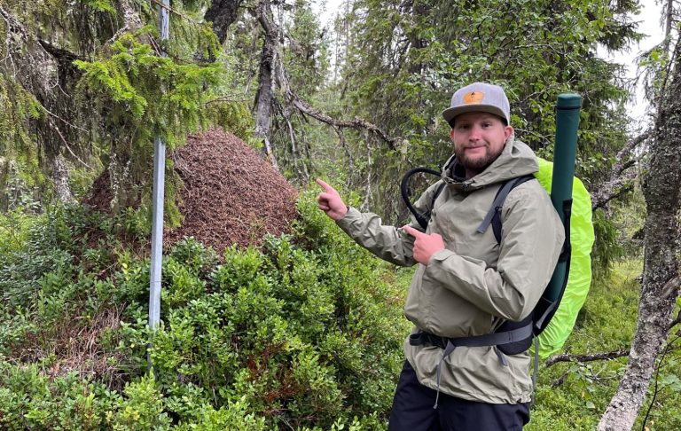 En person pekar på en stor myrstack i en skogsmiljö.