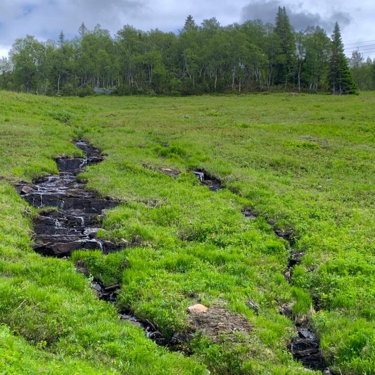 Grön äng med en liten bäck som rinner genom landskapet och träd i bakgrunden.