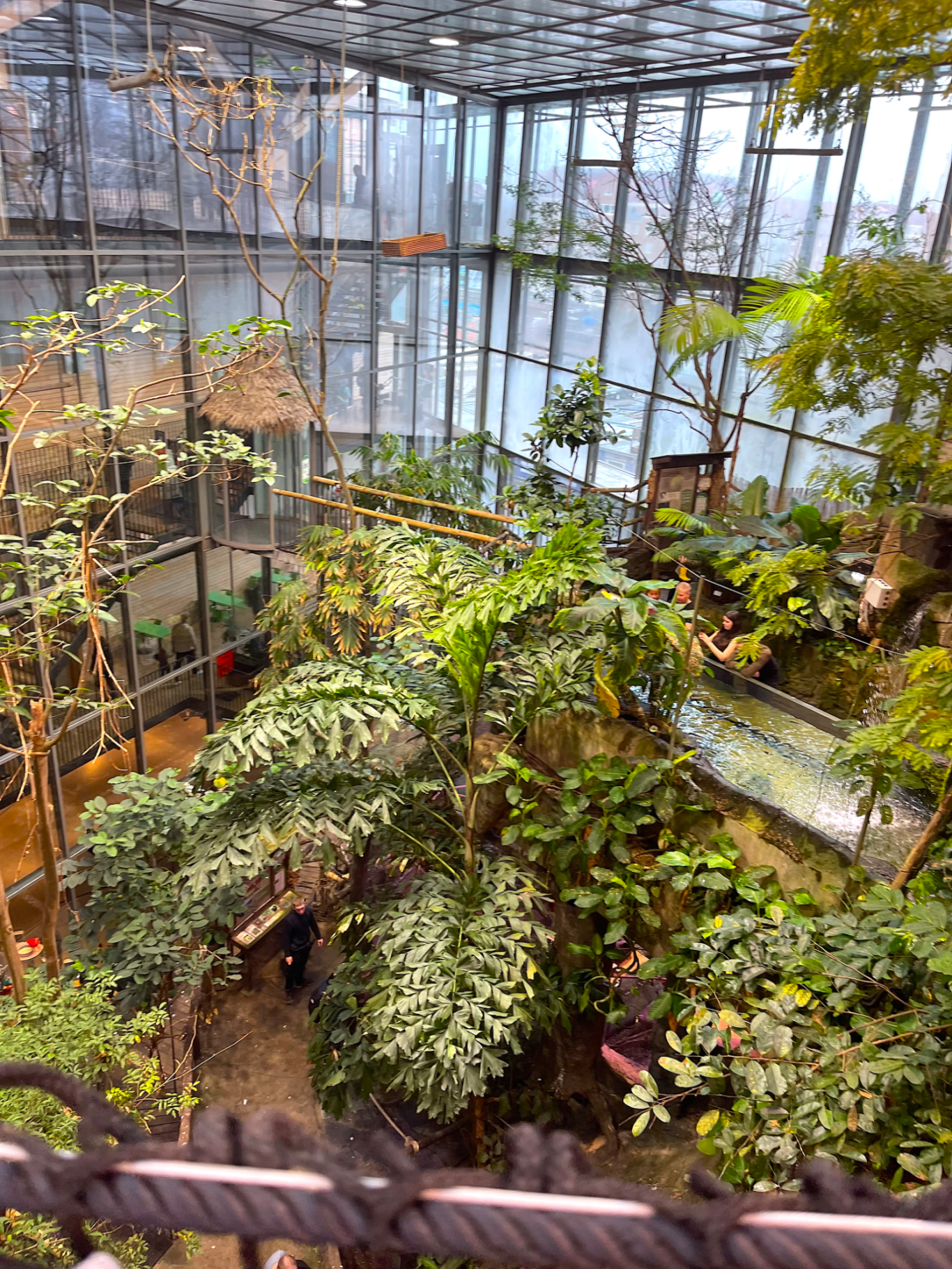 Djungeln Tropisk växtmiljö med stora gröna växter och glasväggar.