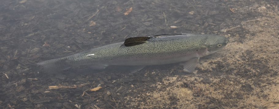 En simmande fisk i klart vatten, delvis skymd av bottenmaterial.