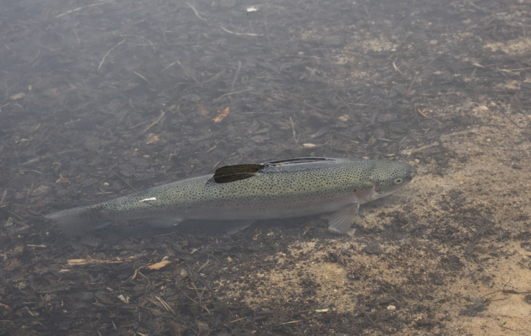 En simmande fisk i klart vatten med mörk botten.