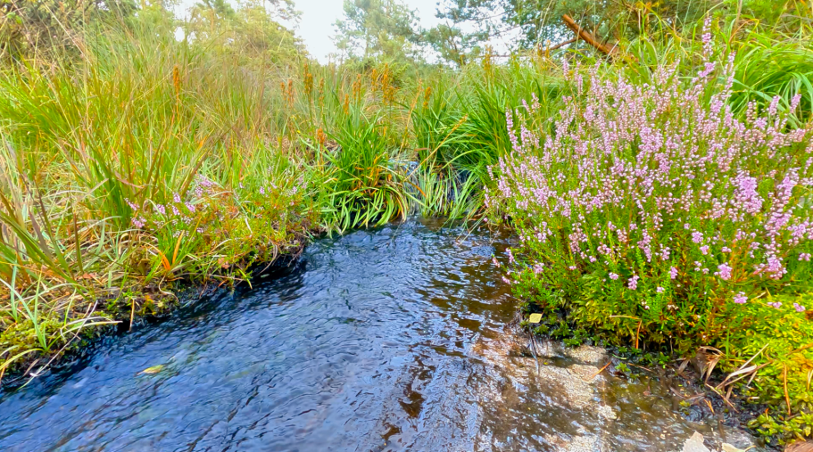 En liten bäck En liten bäck med klart vatten omgiven av gröna växter och lila blommor.