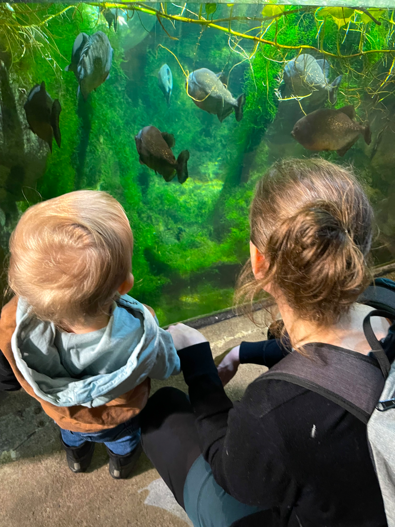 Pirayor Barn och vuxen tittar på fiskar i en grönskande akvariemiljö.