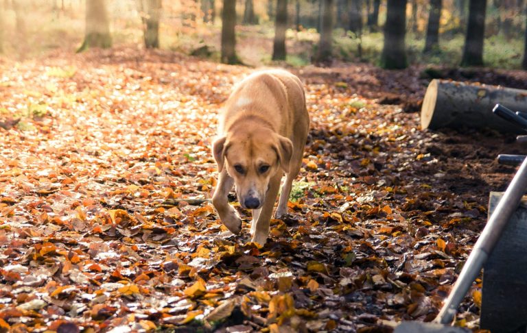En hund går på en höstlövklädd stig i en skog.